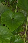 Field pumpkin